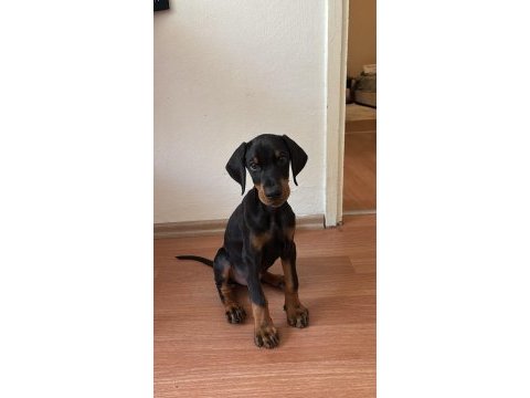3 aylık erkek doberman şecereli ankara keçiören