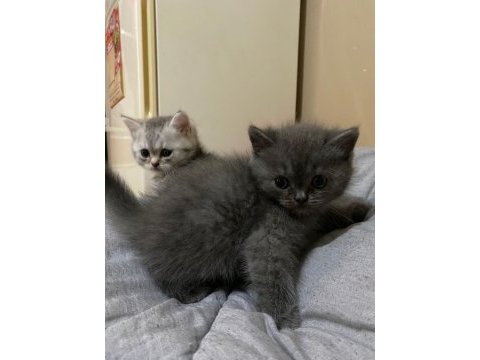 British shorthair silver tabby