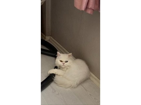 Acil beyaz british longhair erkek odd eyes mavi yeşil göz