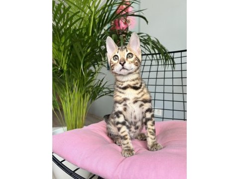 Bengal erkek 3 aylık