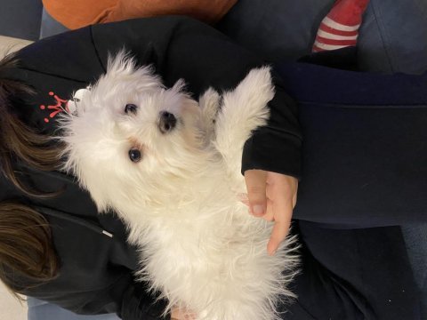Çok sevimli maltese