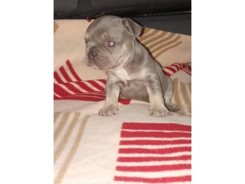 Eğzotic compact french bulldog