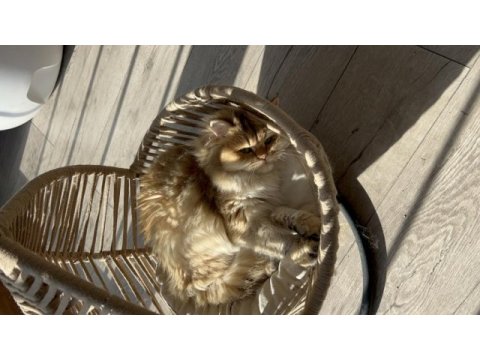 3 yaşında british longhair ny11
