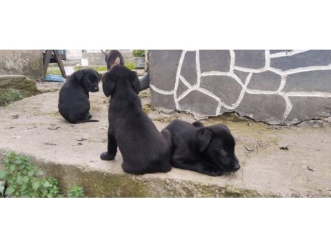 60 günlük teslime hazır labrador yavrular