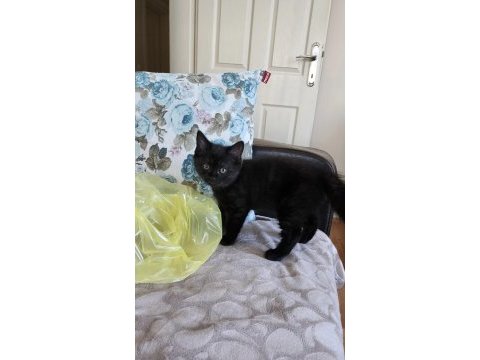 Minik british shorthair bebek ailesini arıyor