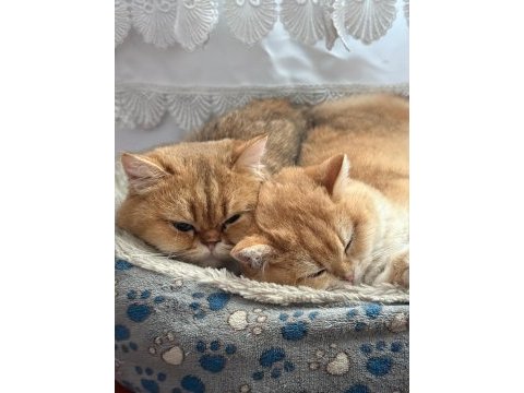 10 aylık full şecereli ny12 british shorthair