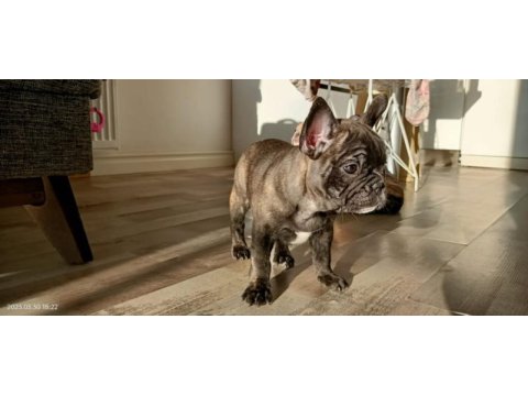 Egzotik merle french bulldog bebekler
