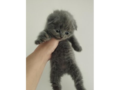 Orjinal ırkta, nadir bulunan bir cins scottish longhair
