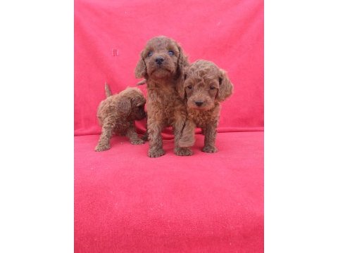Kaliteli poodle yavrularımız