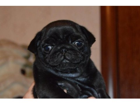 Pug yavrular ve malzemeleri adrese teslim kapıda ödeme