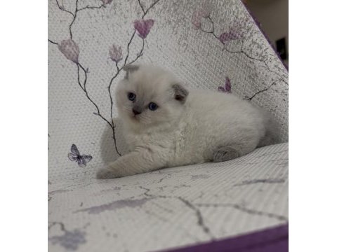 Bal küpü blue point scottish fold bebekler