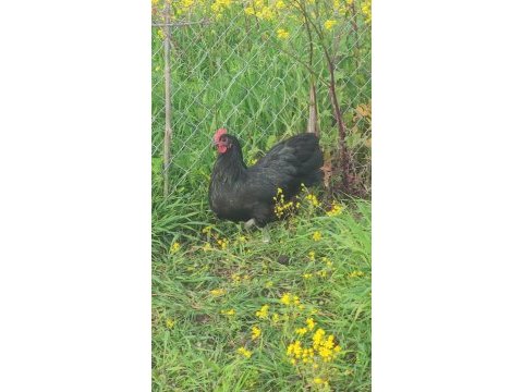 Alman australorp tavuklar