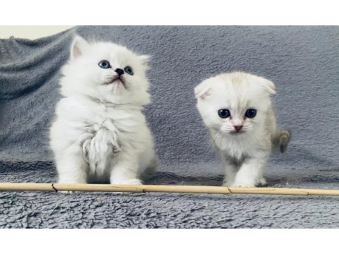 British longhair ve scottish yavrular özel kalite