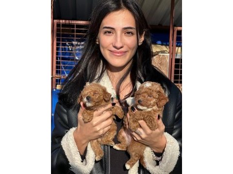 Maltipoo sevimli bebeklerimiz
