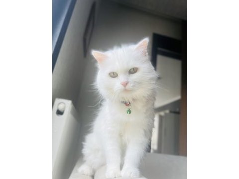Çok özel olgun chinchilla kızımız