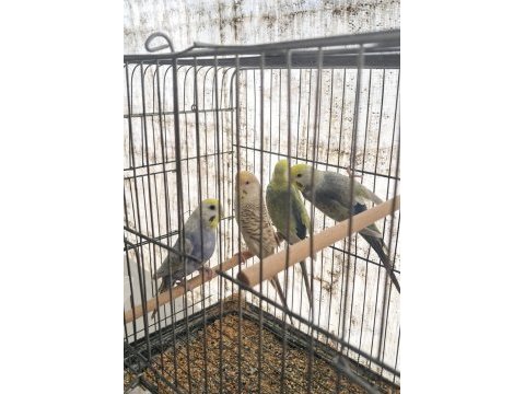 Eşe hazır rainbow muhabbet kuşlar