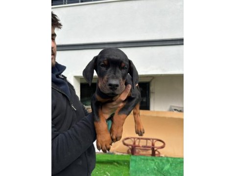 Safkan doberman anne ve babadan safkan yavrular