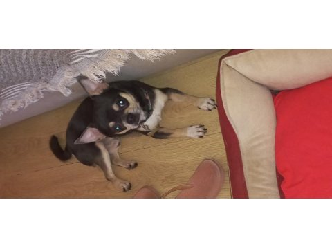 Male chihuahua