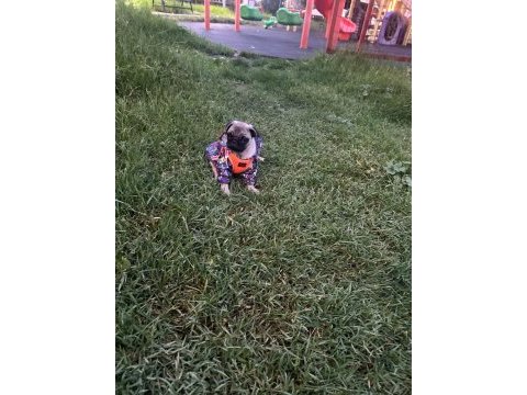 1 aylık dişi pug