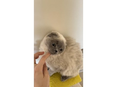 1 yaşında scottish fold miniğimize