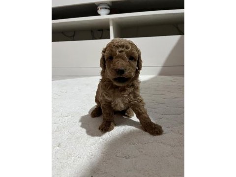 Kucuk yakısıklı poodle cocuklar