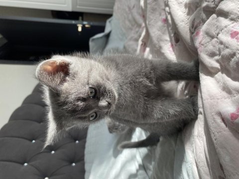 British shorthair yavrumu sahiplendiriyorum