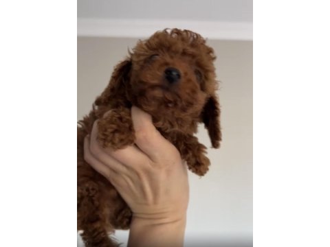 Bebekler gitmeye hazır poodle