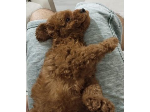 3.5 aylık tuvalet eğitimli erkek toy poodle