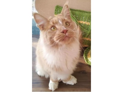 1 yaşında simba yeni sahiplerini arıyor.