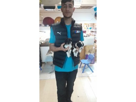 Harlequin toy poodle yavrular