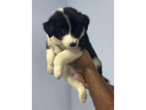 Dünyanın en akıllı köpekleri