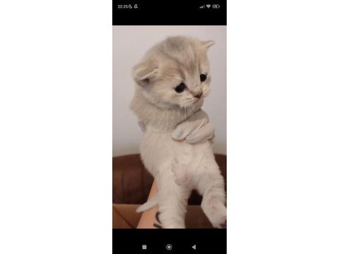 Scottish fold yavrumuz yeni yuvasını arıyor
