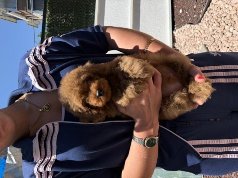 Red toy poodle