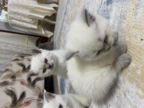 Scottish fold yavrularımız yeni yuvasını arıyor