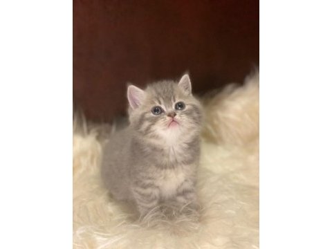 British tabby ayı surat british shorthair bebeklerim
