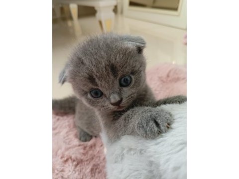 Gri scottish fold