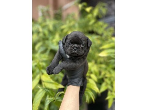 Pink taşıyıcı erkek pug mops yavrularımız