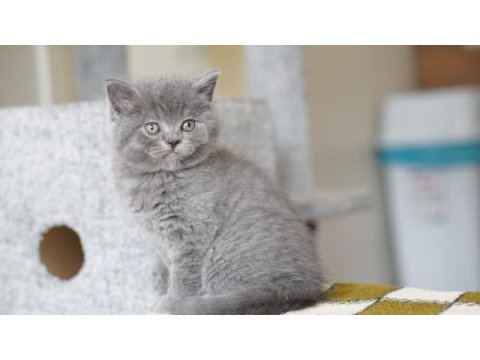 Veteriner kontrollü 45 günlük scottish fold yavrular