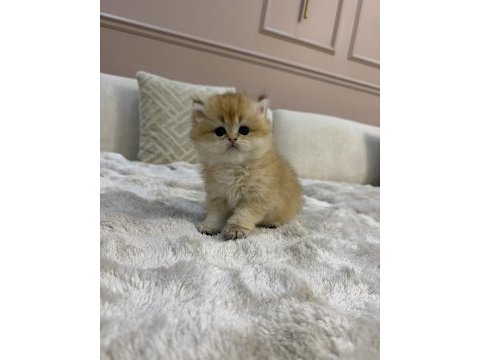 Ny11 yavru british longhair