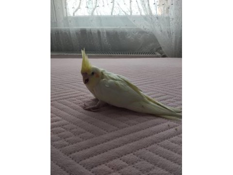Acil satılık yeni yeme düşmüş sultan papağanı