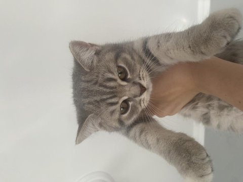 British shorthair kedimiz yuva arıyor
