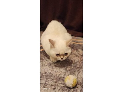 Minik british shorthair kızımı sahiplendiriyorum
