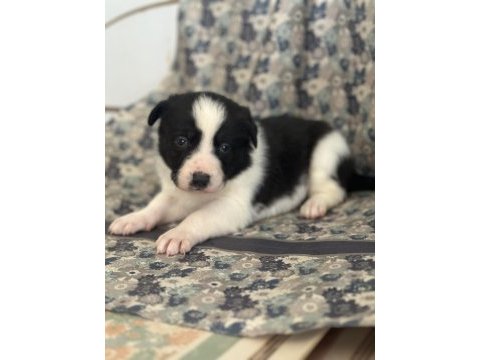 Her renk border collie yavrular