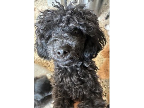 Ev doğumlu silver blue erkek poodle