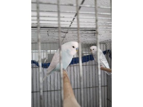 Satılık genç muhabbet kuşlar eşlidir