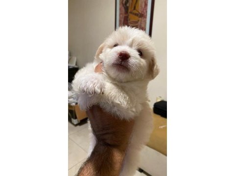 Maltipoo yavrular