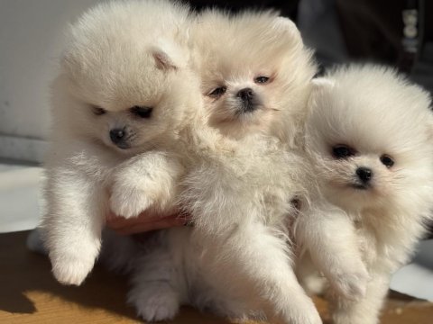 Ankaranın en özel pomeranian yavruları