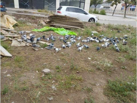 90 adet var oyun kuşu güvercin isteyene kampanya