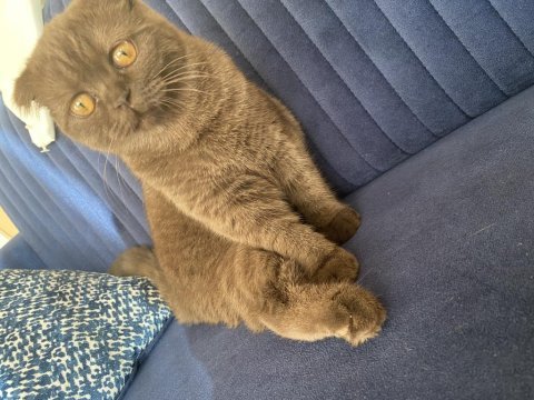 Kızımıza yuva arıyoruz british shorthair