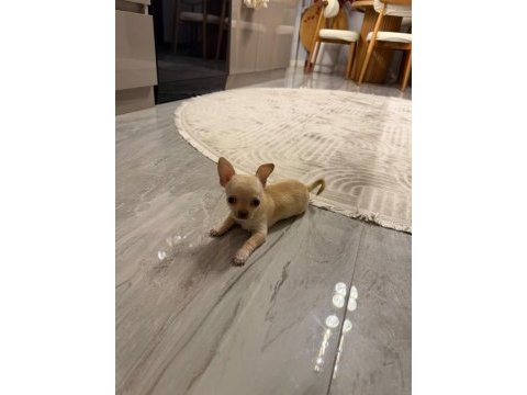 Orijinal elma kafa chihuahua